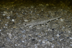 Strophurus intermedius