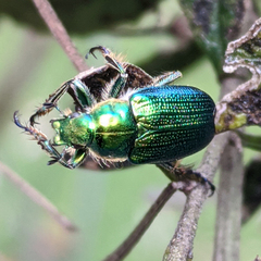 Diphucephala colaspidoides