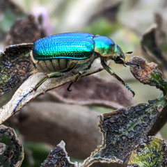 Diphucephala colaspidoides