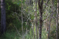 Cincloramphus timoriensis