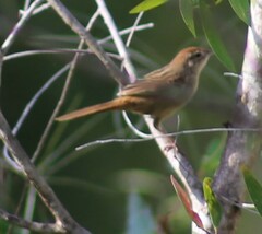 Cincloramphus timoriensis