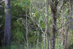 Cincloramphus timoriensis