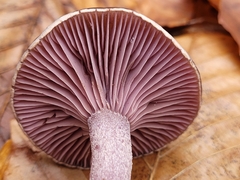 Cortinarius