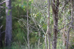 Cincloramphus timoriensis