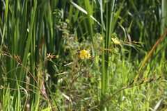 Ludwigia longifolia