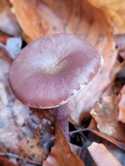 Cortinarius