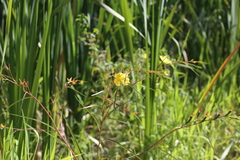 Ludwigia longifolia