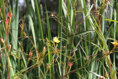 Ludwigia longifolia