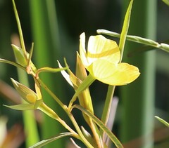 Ludwigia longifolia