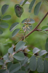Indigofera suffruticosa