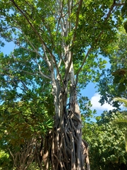 Ficus aurea