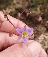 Dianella callicarpa, photograph author not stated, no rights reserved
