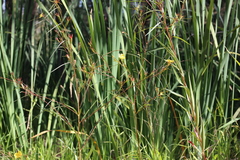 Ludwigia longifolia
