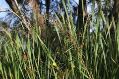 Ludwigia longifolia