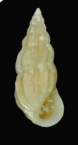 Schwartziella