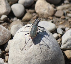 Cicindela marginipennis