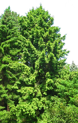Picea wilsonii