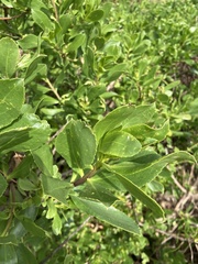 Myoporum insulare