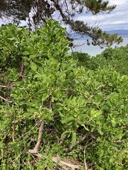 Myoporum insulare