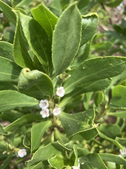 Myoporum insulare