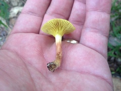 Phylloporus leucomycelinus