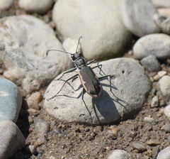 Cicindela marginipennis