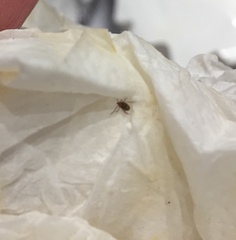 Ixodidae
