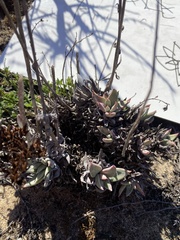 Dudleya caespitosa