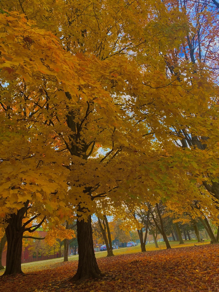 sugar maple from Laurel Lake, Waterloo, ON, CA on October 25, 2022 at ...