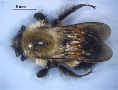 Bombus impatiens
