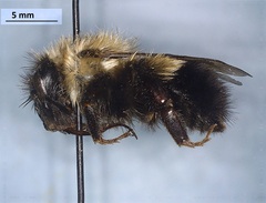 Bombus impatiens