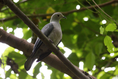 Ducula pickeringii