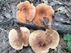 Lactarius peckii