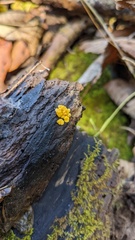 Bispora