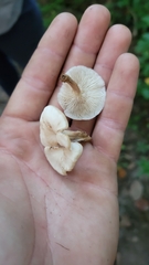 Lentinellus micheneri