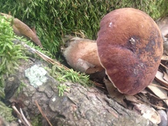 Tylopilus ferrugineus