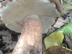 Tylopilus ferrugineus