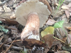 Tylopilus ferrugineus
