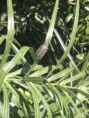 Mecistomela marginata