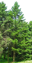 Abies holophylla