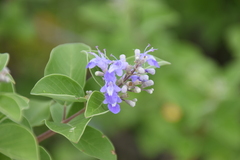 Vitex trifolia