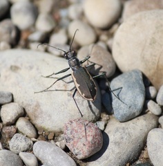 Cicindela marginipennis
