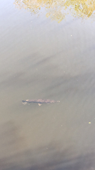 Lepisosteus platyrhincus