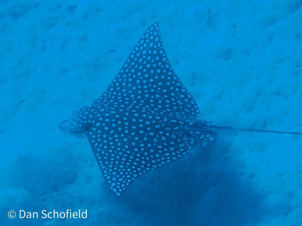 Whitespotted eagle ray seen from above in blue water