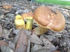 Boletus luridellus