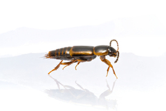 Tachinus flavolimbatus