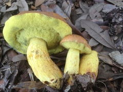 Boletus luridellus