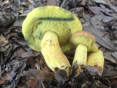 Boletus luridellus