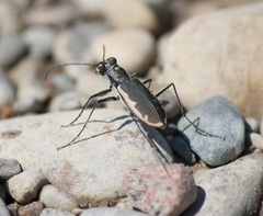 Cicindela marginipennis