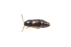 Tachinus flavolimbatus
